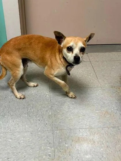 An adult small-sized male Terrier dog named Tito for adoption in Parma, OH