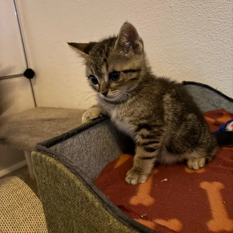 A baby small-sized female Brown / Chocolate Domestic Short Hair cat named Medallion for adoption in Westminster, CA