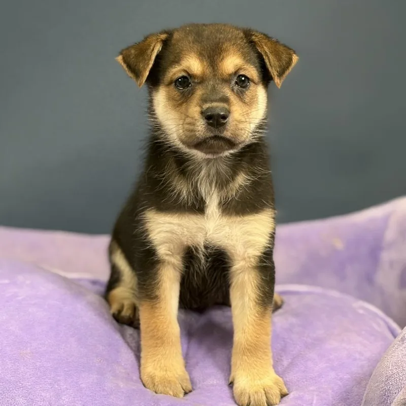 A baby medium-sized female Australian Shepherd dog named Rosa for adoption in Hughesville, MD