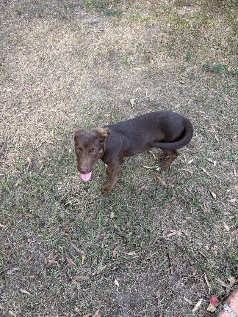 A baby medium-sized female Brown / Chocolate Chocolate Labrador Retriever dog named Tootsie for adoption in Houston, TX