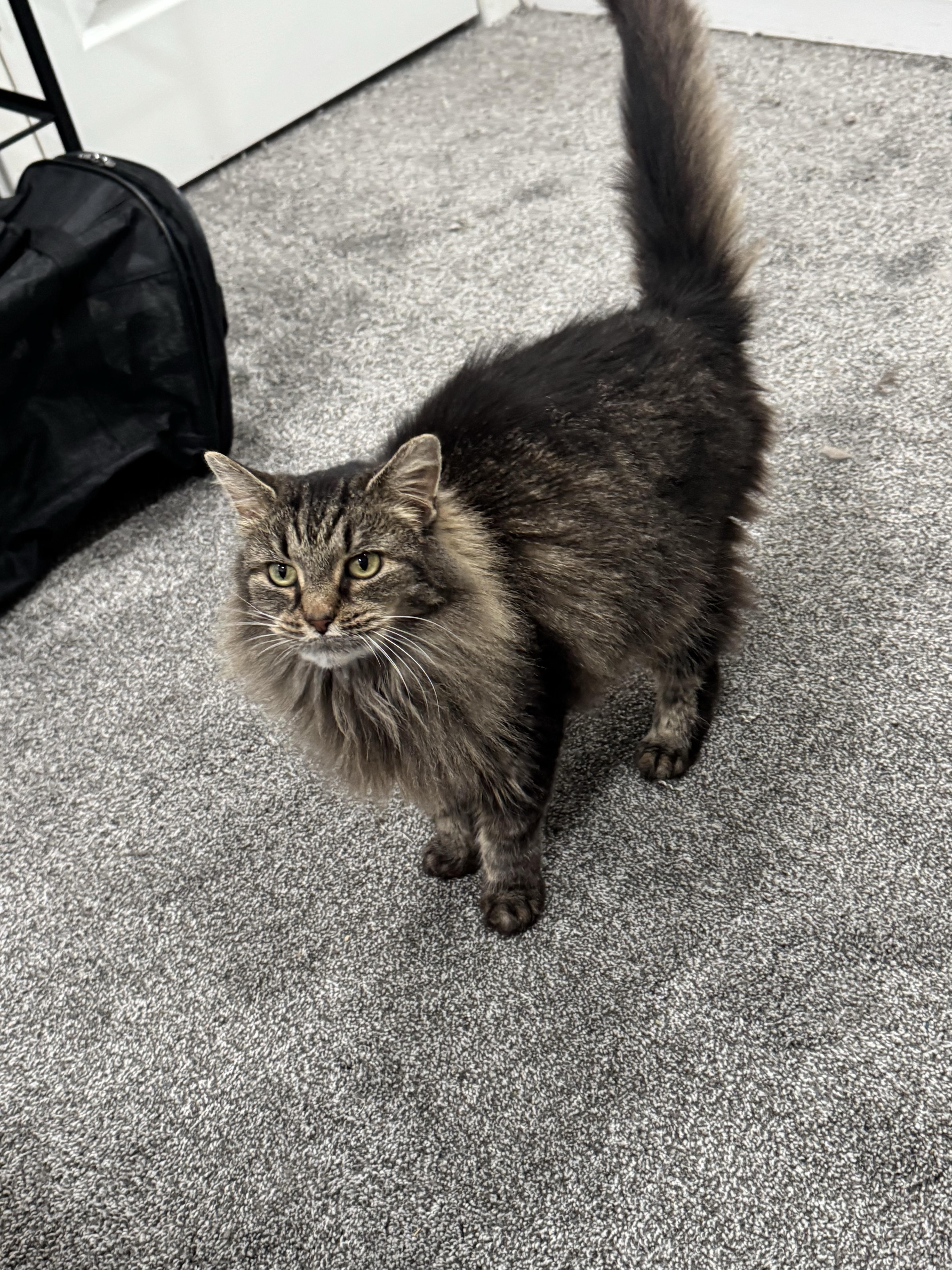 A young medium-sized female Tabby (Gray / Blue / Silver) Domestic Medium Hair cat named Alley for adoption in Pittsburgh, PA