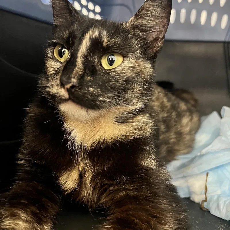 A young medium-sized female Tortoiseshell Domestic Short Hair cat named Rileigh for adoption in West Palm Beach, FL