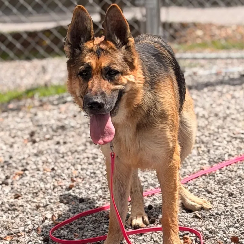 An adult large-sized female Mixed Breed dog named Risha for adoption in Asheville, NC