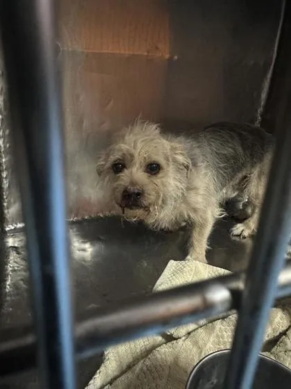 A senior small-sized male Black Miniature Poodle dog named Roland for adoption in El Paso, TX