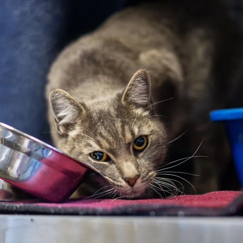 Ruby Loo thumbnail 2