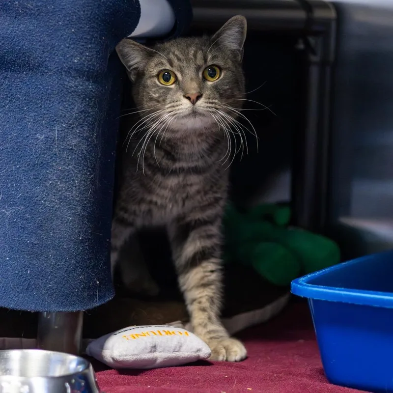 Ruby Loo thumbnail 3