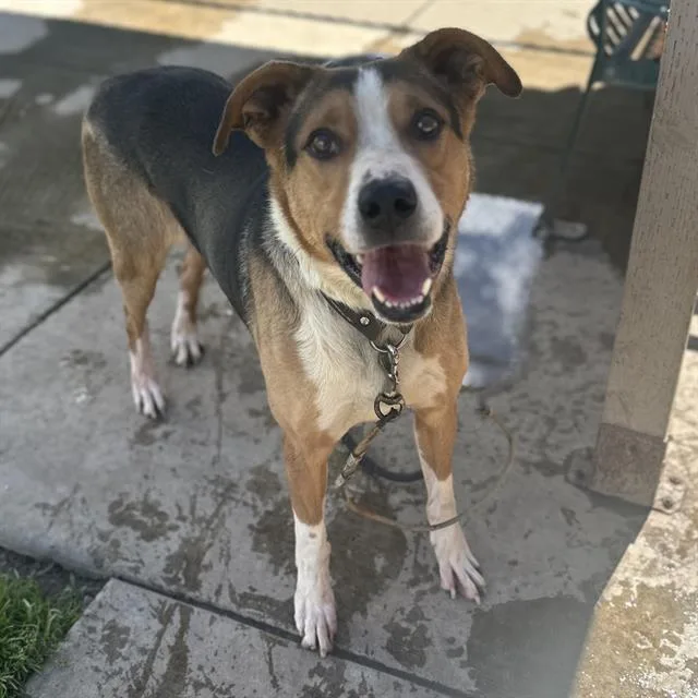 An adult medium-sized male Black and Tan Coonhound dog named Buster for adoption in Modesto, CA