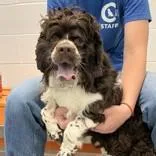 An adult medium-sized male Brown / Chocolate Cocker Spaniel dog named Duke for adoption in Hilliard, OH