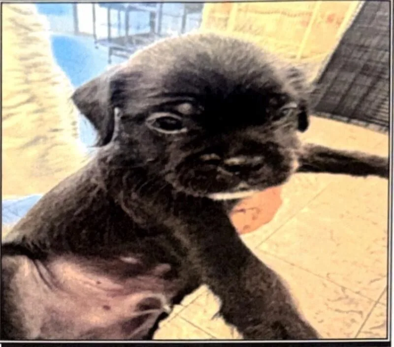 A baby medium-sized male Black Pug dog named Aruba for adoption in Van Nuys, CA