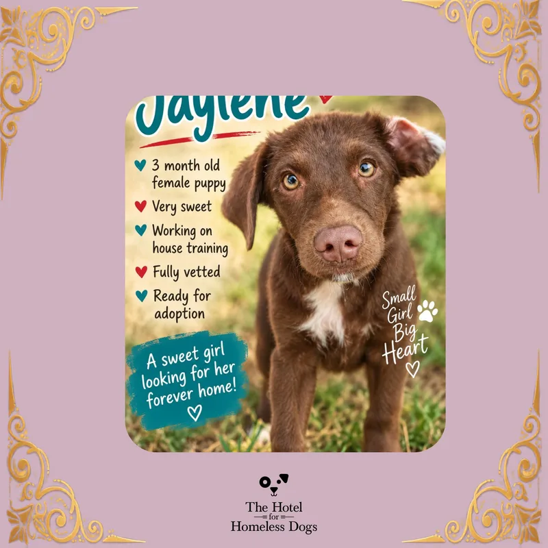 Jaylene thumbnail 2