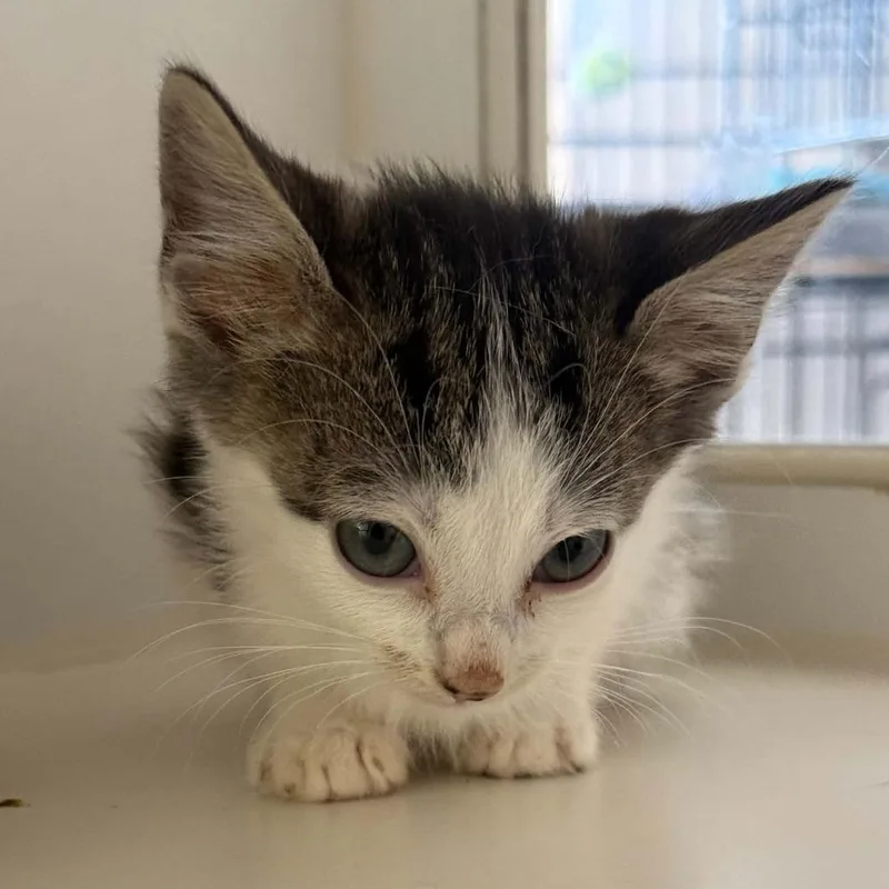 A baby small-sized male White Domestic Short Hair cat named Truth for adoption in Stephenville, TX