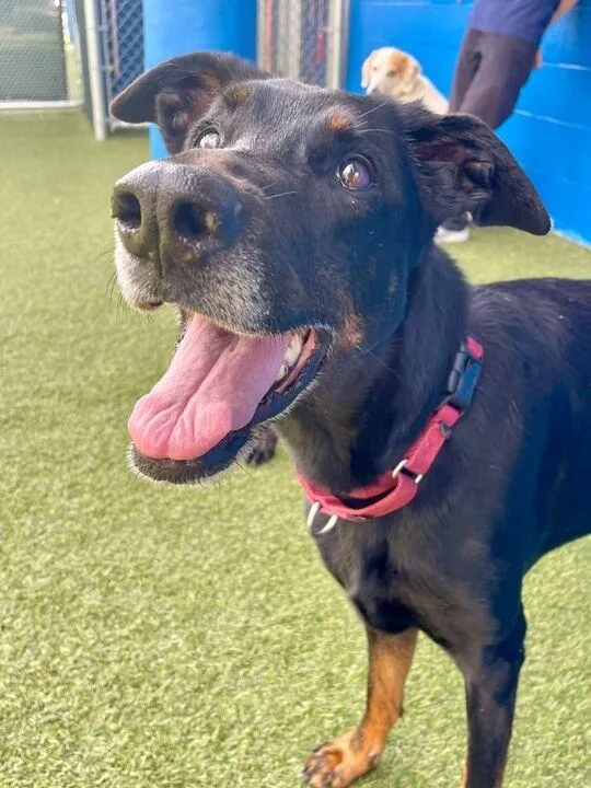 An adult large-sized female Doberman Pinscher dog named Padme Meg for adoption in New Orleans, LA