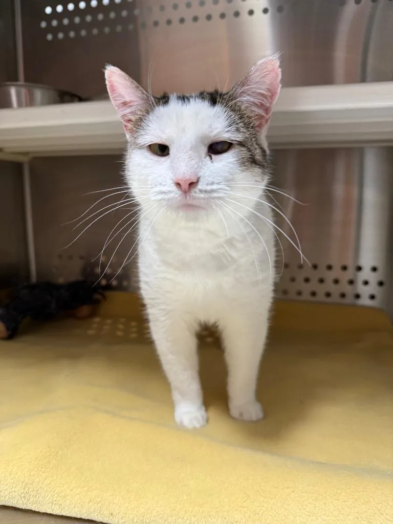 A senior medium-sized female Domestic Short Hair cat named Kitt Il for adoption in Fort Lupton, CO