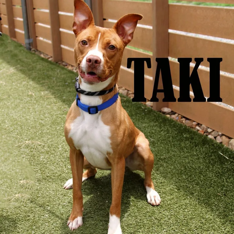 Taki