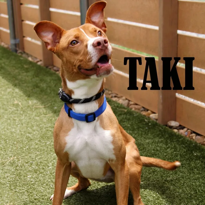 Taki thumbnail 3