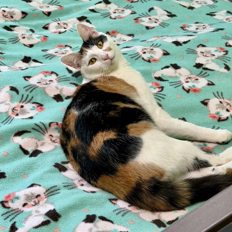 An adult small-sized female Calico Domestic Short Hair cat named Calliope Moonsong for adoption in Palmdale, CA