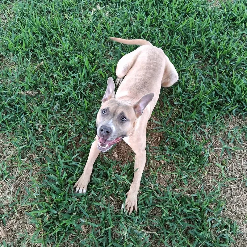 An adult medium-sized female Yellow / Tan / Blond / Fawn Mixed Breed dog named Belle for adoption in Dickinson, TX
