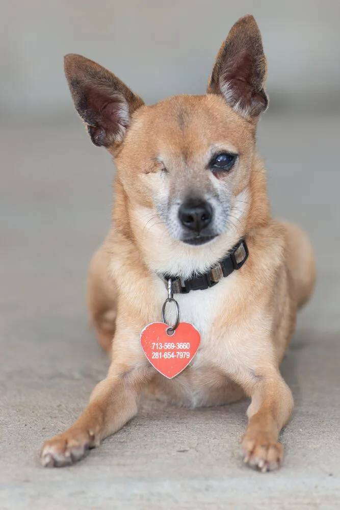 An adult small-sized male Brown / Chocolate Chihuahua dog named Beacon for adoption in Richmond, TX