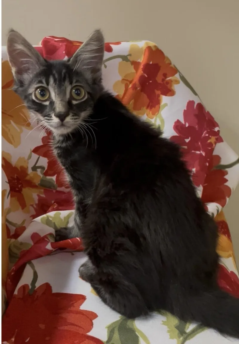 A baby medium-sized male Gray / Blue / Silver Domestic Short Hair cat named Wrangler for adoption in Petaluma, CA
