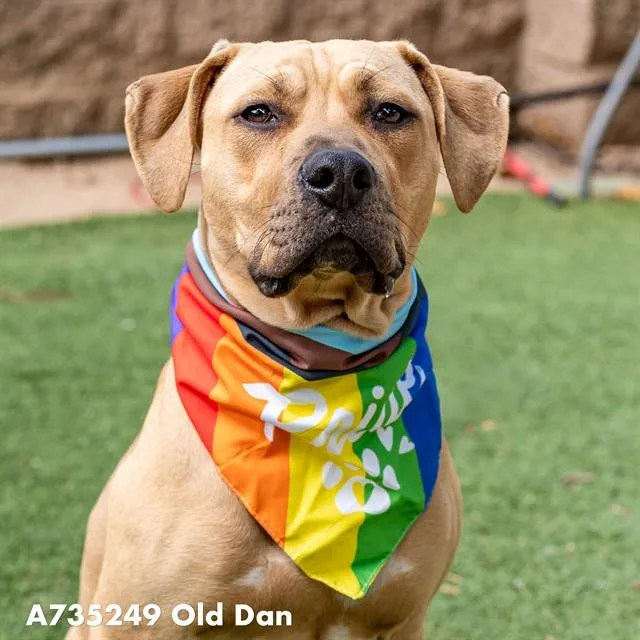A young medium-sized male Pit Bull Terrier dog named Old Dan for adoption in Sacramento, CA