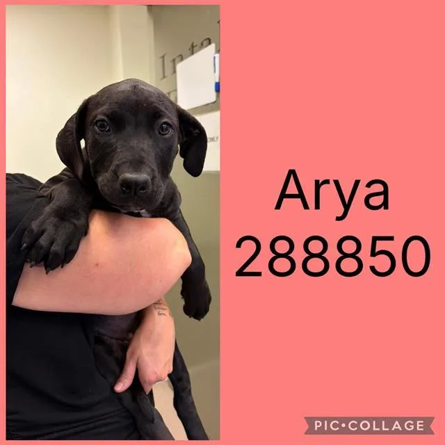 A baby small-sized female Mastiff dog named Arya for adoption in Macon, GA
