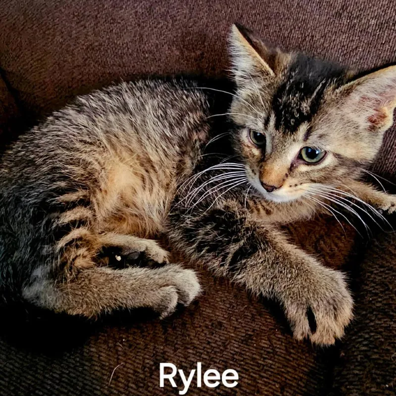 A young small-sized male Brown / Chocolate Domestic Short Hair cat named Rylee for adoption in Rochester, MN