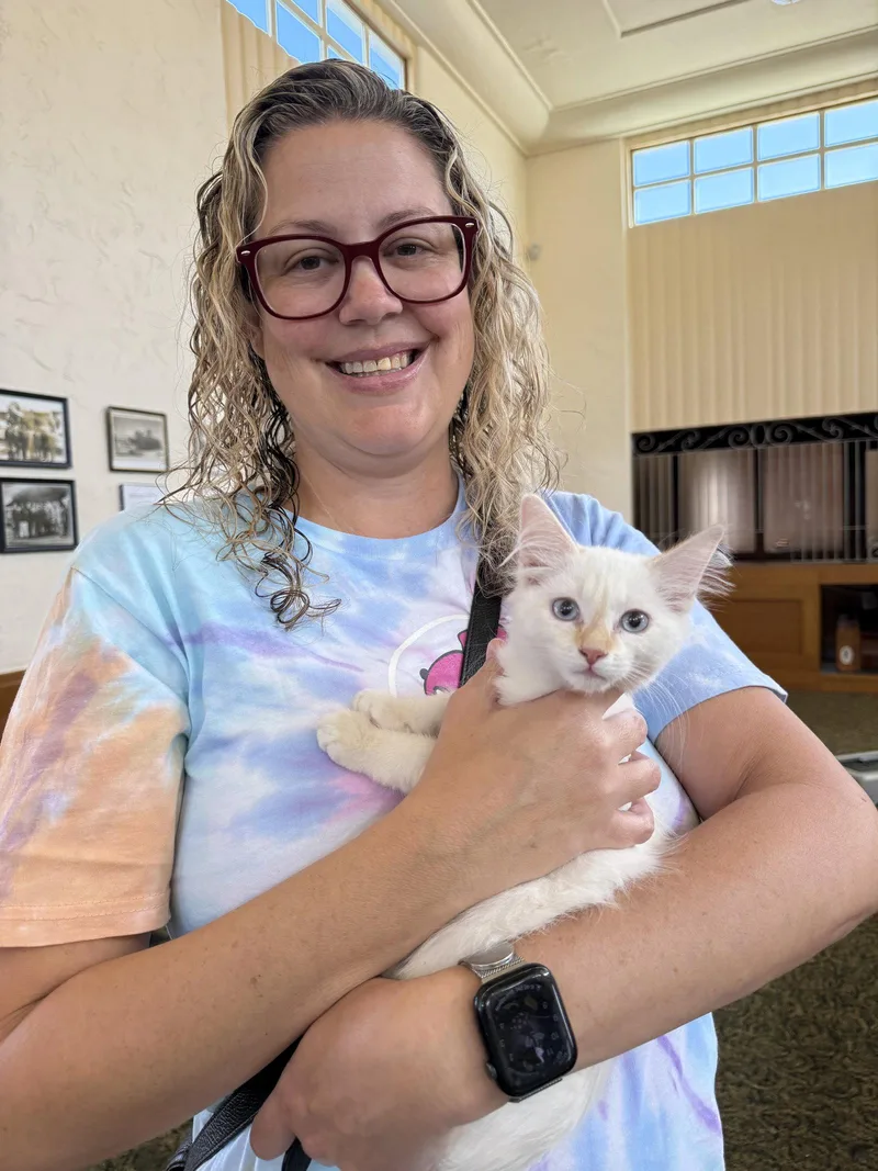 A baby medium-sized female Siamese cat named Phoebe for adoption in Vallejo, CA