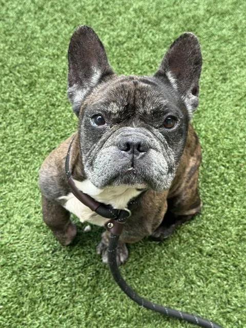 An adult small-sized male French Bulldog dog named Von Perry for adoption in Dallas, TX