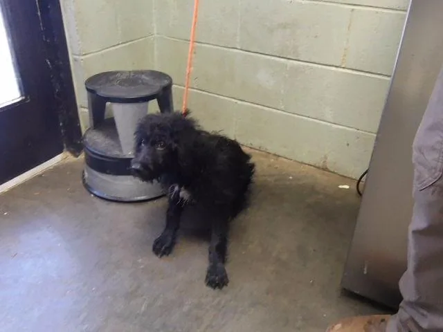 A baby small-sized male Poodle dog named Fizzy for adoption in Tulsa, OK