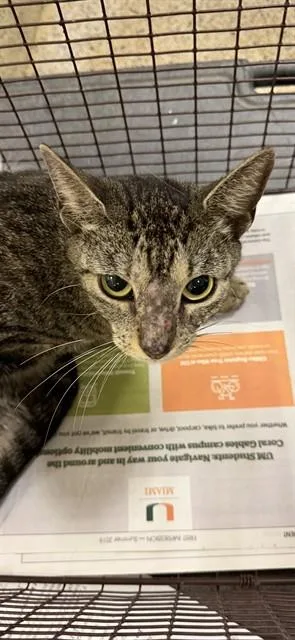 A young small-sized female Domestic Short Hair cat named Mochi for adoption in Miami, FL