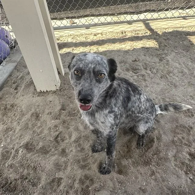 An adult small-sized female Australian Cattle Dog / Blue Heeler dog named Dahlia for adoption in Thousand Palms, CA