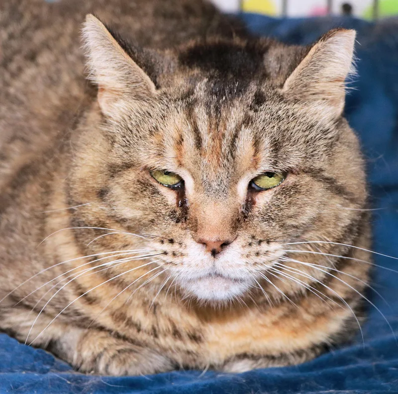 An adult medium-sized female Tabby (Brown / Chocolate) Domestic Short Hair cat named Roxy for adoption in Cincinnati, OH