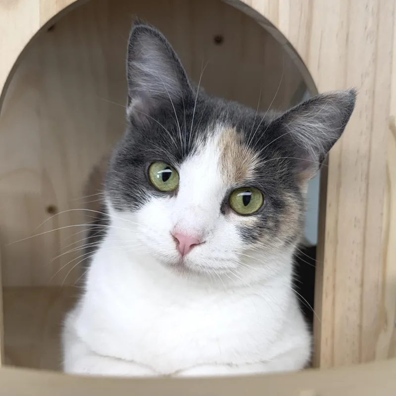 Cora