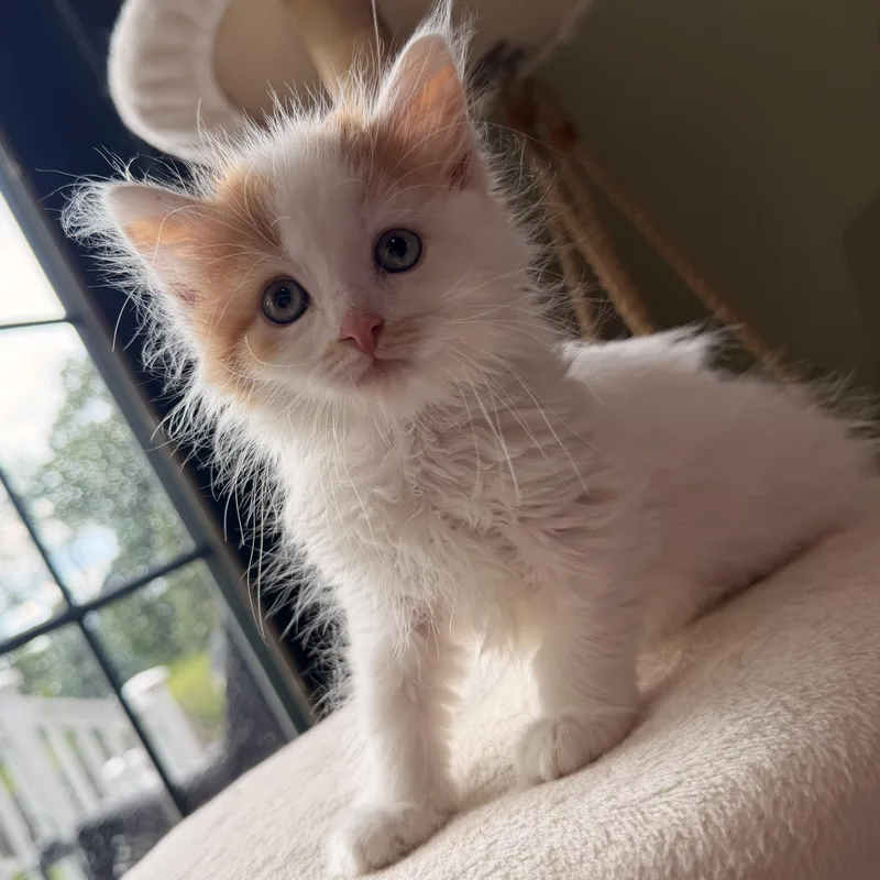 A baby medium-sized female Orange & White Domestic Long Hair cat named Jackie O for adoption in Scranton, PA