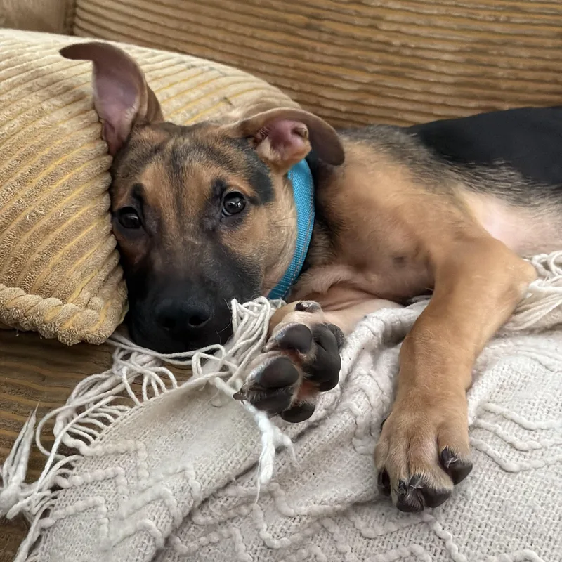 A baby large-sized male Black German Shepherd Dog dog named Archie for adoption in Davisburg, MI