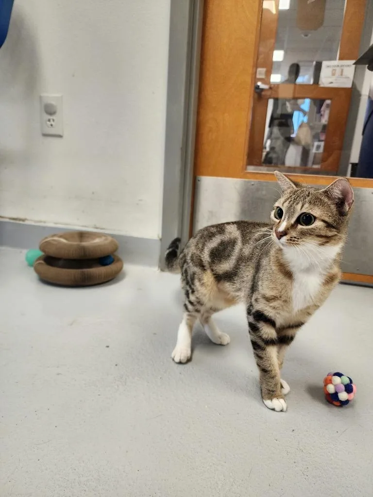 A young medium-sized female Domestic Short Hair cat named Carmella for adoption in New Kensington, PA