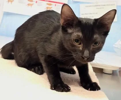 A young small-sized male Domestic Short Hair cat named Beetle for adoption in Roseville, CA