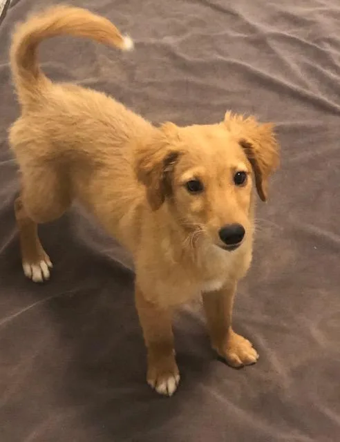 A baby medium-sized female Red / Chestnut / Orange Golden Retriever dog named Enze for adoption in Colleyville, TX