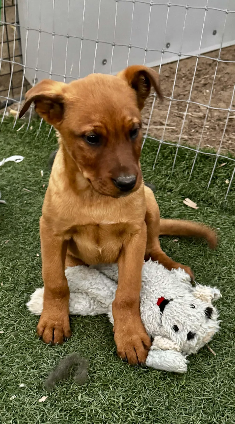 Month Old Heeler Puppies