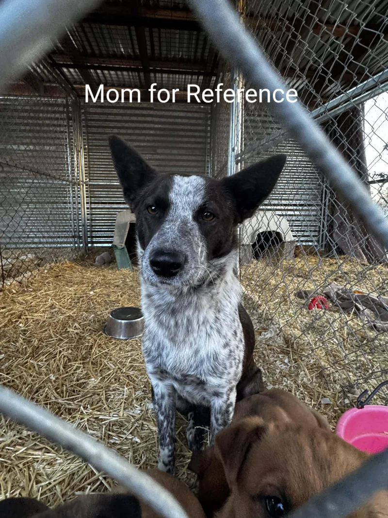 Month Old Heeler Puppies thumbnail 2