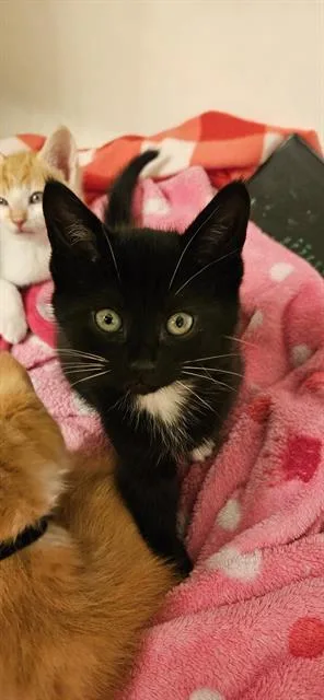 A baby small-sized male Domestic Short Hair cat named Moose Tracks for adoption in Charlotte, NC