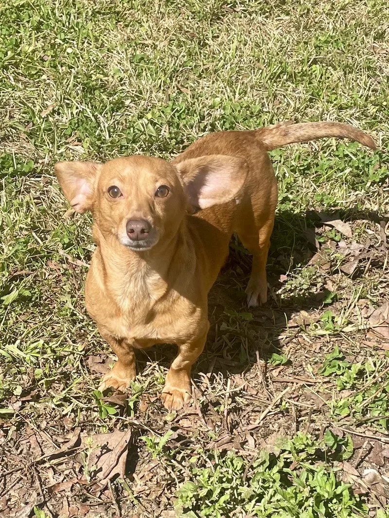 Stella In Texarkana Tx thumbnail 2