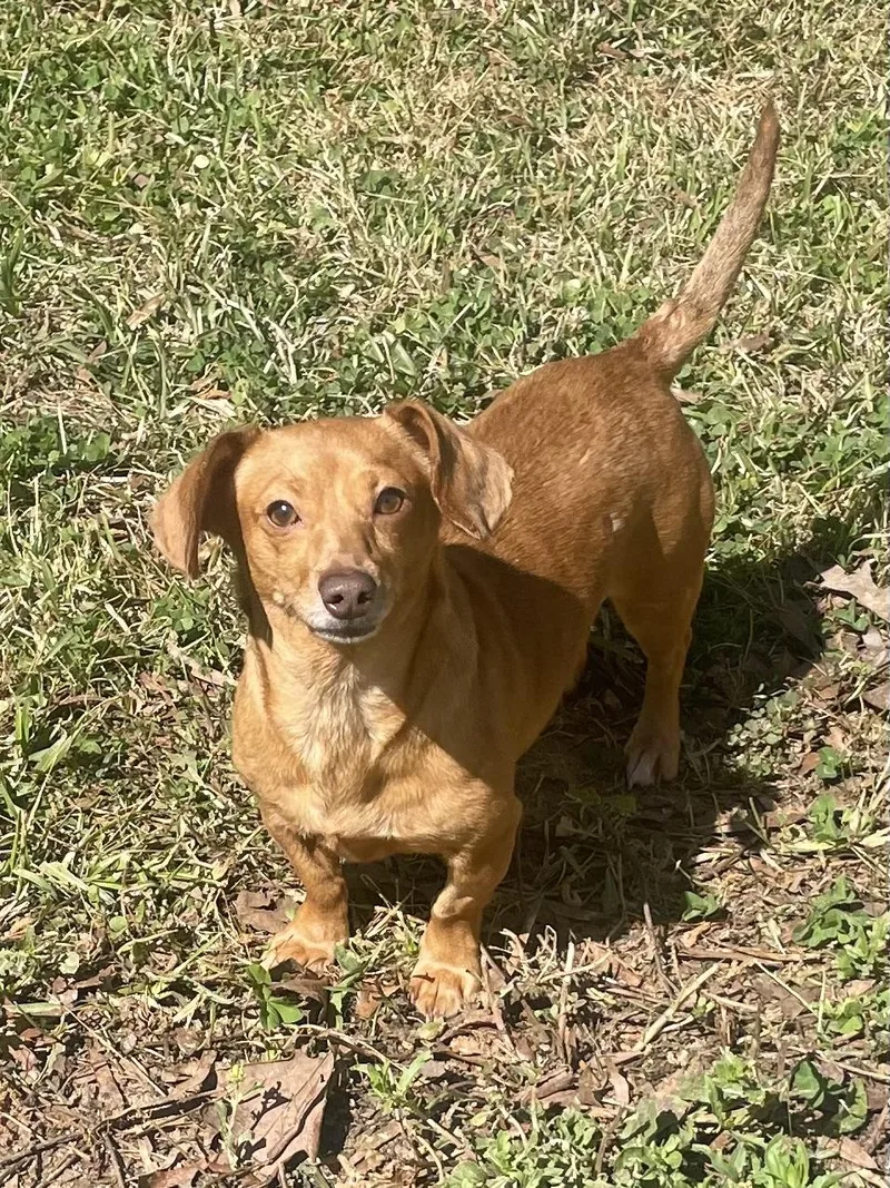 Stella In Texarkana Tx thumbnail 3