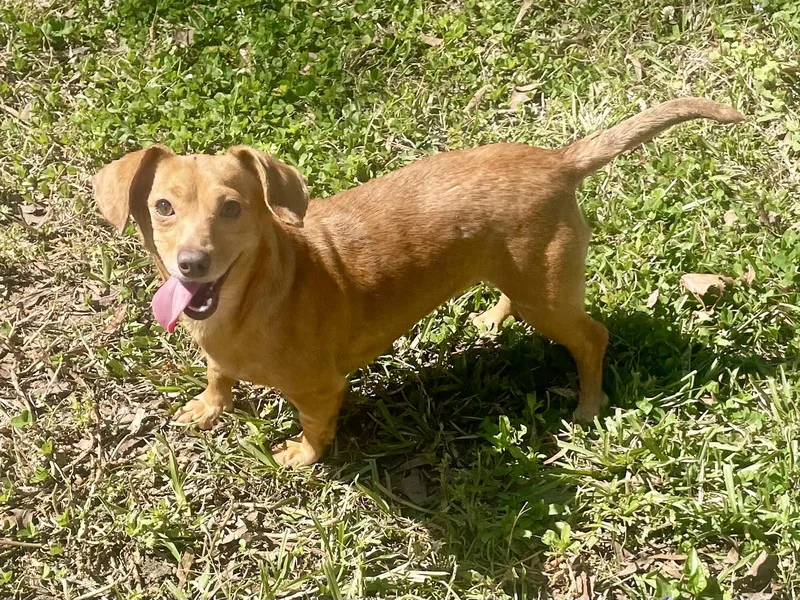 Stella In Texarkana Tx thumbnail 4