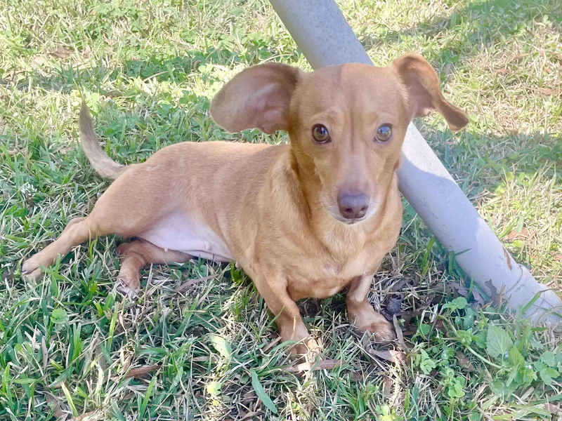 Stella In Texarkana Tx thumbnail 5