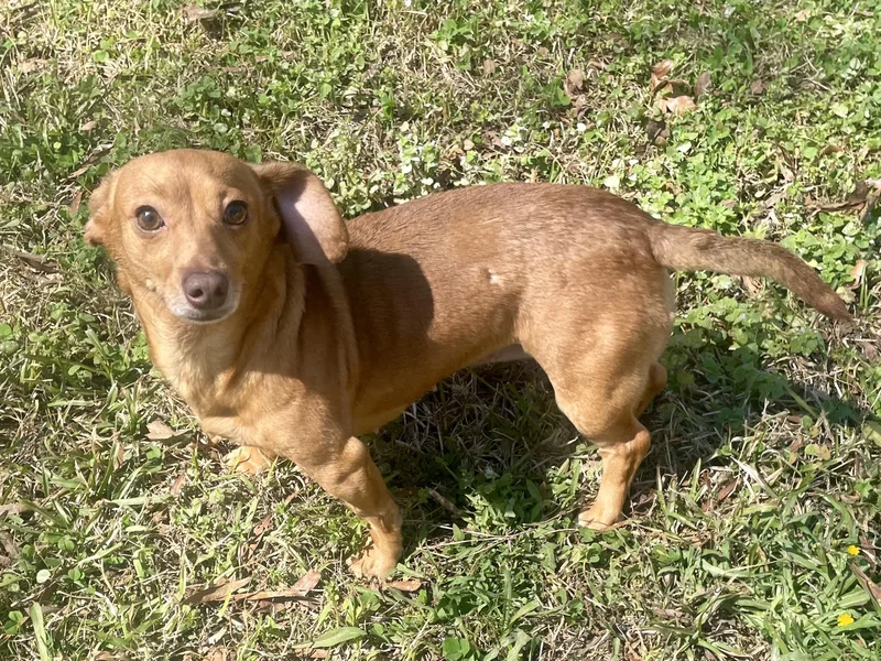 Stella In Texarkana Tx thumbnail 6