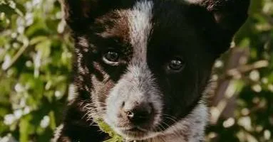 A baby medium-sized male Australian Cattle Dog / Blue Heeler dog named Reese for adoption in Waunakee, WI