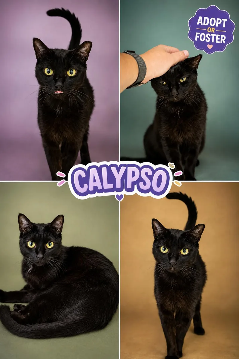 Calypso thumbnail 3