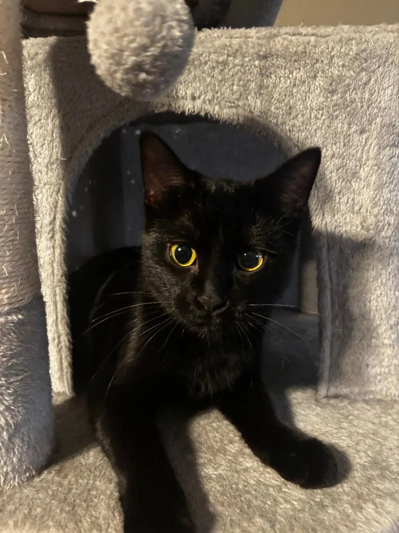 A young medium-sized female Black Domestic Short Hair cat named Bitsy for adoption in Mokena, IL