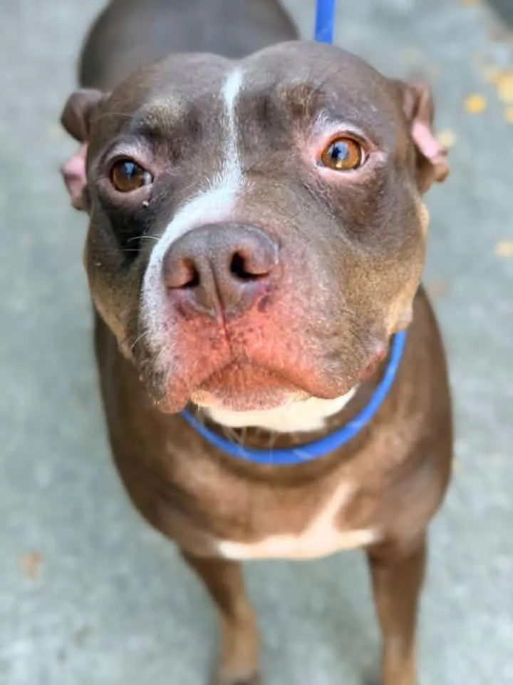 An adult medium-sized female Brown / Chocolate Pit Bull Terrier dog named Miss Piggy for adoption in Chicago, IL